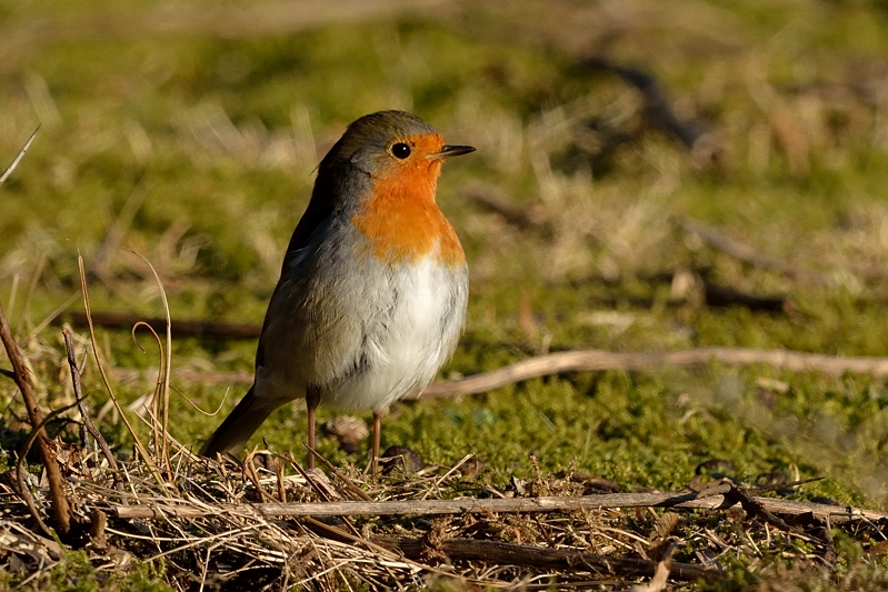 Roodborst